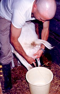 Antaiji monk milking a goat in 1986